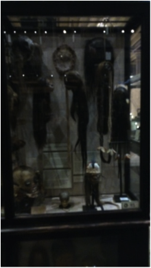Figure 1. ‘Treatment of the Dead’:  shrunken heads (Tsantas), scalps, and trophies (Image Copyright: I. Burrell).